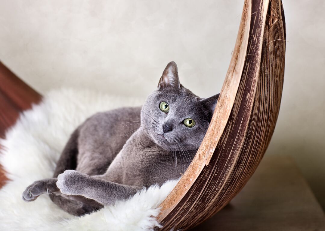 Answer #3: What is a cat?